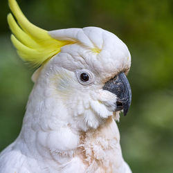 Close-up of a bird