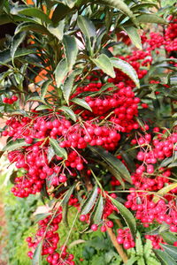 Close-up of red berries on tree