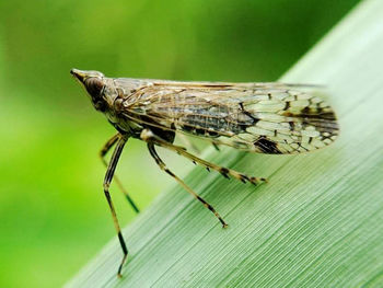 Close-up of fly perching on leaf