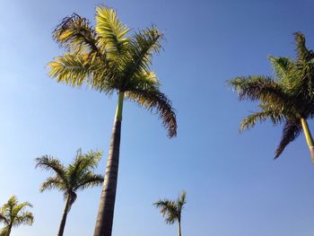 Low angle view of palm trees growing against clear blue sky