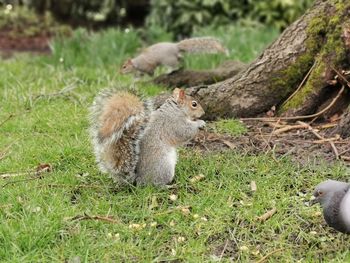 Squirrel on field