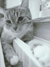 Close-up portrait of cat relaxing at home