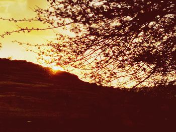 Sun shining through trees