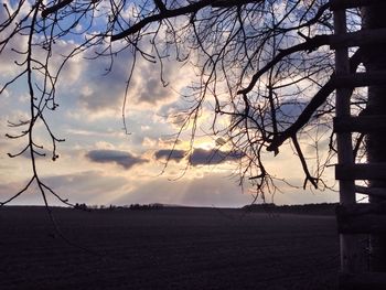 Bare trees on landscape at sunset