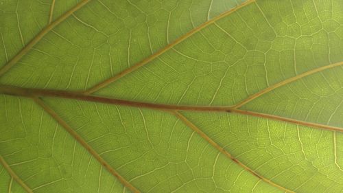 Full frame shot of green leaf