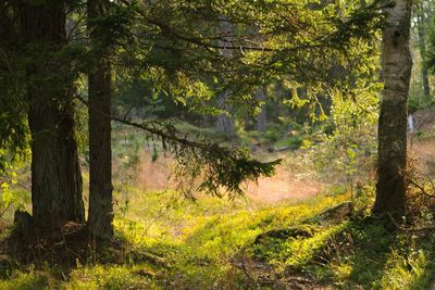 Trees in forest