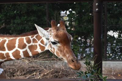 Giraffe in a zoo