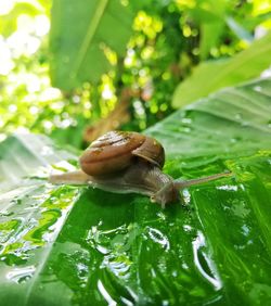 Close-up of snail on a plant