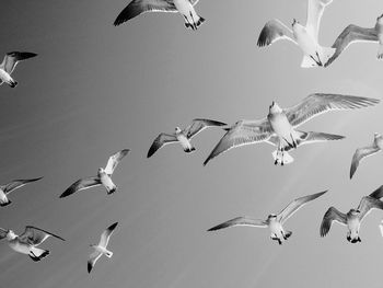 Low angle view of seagulls flying