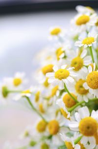 Close-up of yellow flowering plant