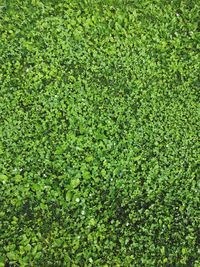 Full frame shot of plants growing on field