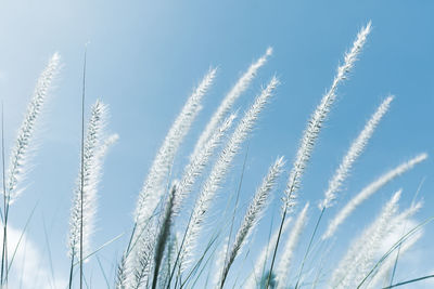 Low angle view of vapor trail against clear blue sky