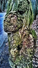 Close-up of tree trunk