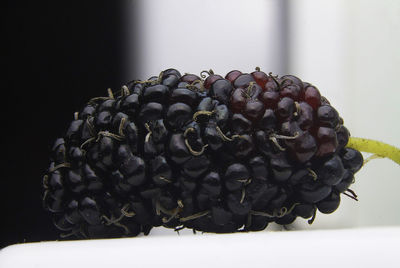 Close-up of pine cone on table