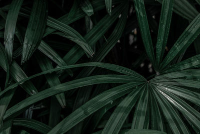 Full frame shot of palm leaf