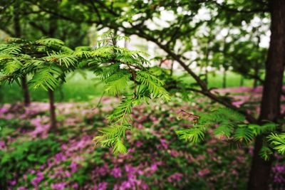 Close-up of leaves on tree