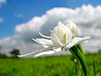 Close-up of white flowers