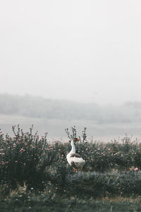 View of birds on field against sky