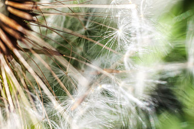 Close-up of dandelion on plant