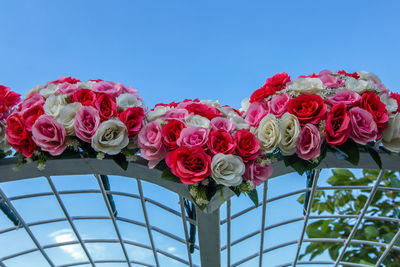 Low angle view of pink roses against blue sky