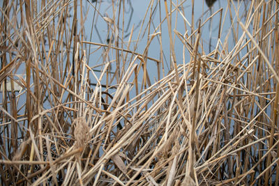 Close-up of dry plants against sky