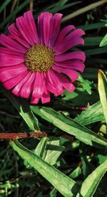 Close-up of pink flower