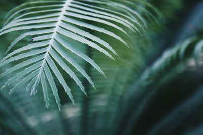 Close-up of fern leaves