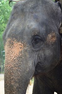 Close-up of elephant in zoo