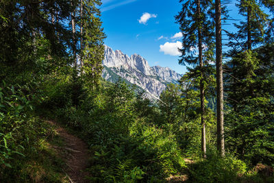 Scenic view of forest against sky