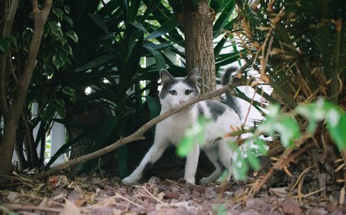 Portrait of cat sitting on tree