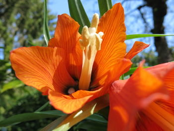 Close-up of flower