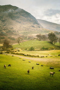 Sheep grazing on field against sky