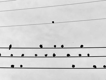 Low angle view of birds perching on cable