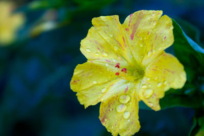 Close-up of water drops on leaf