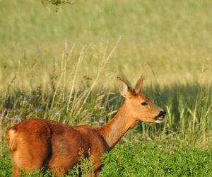Close-up of deer on field