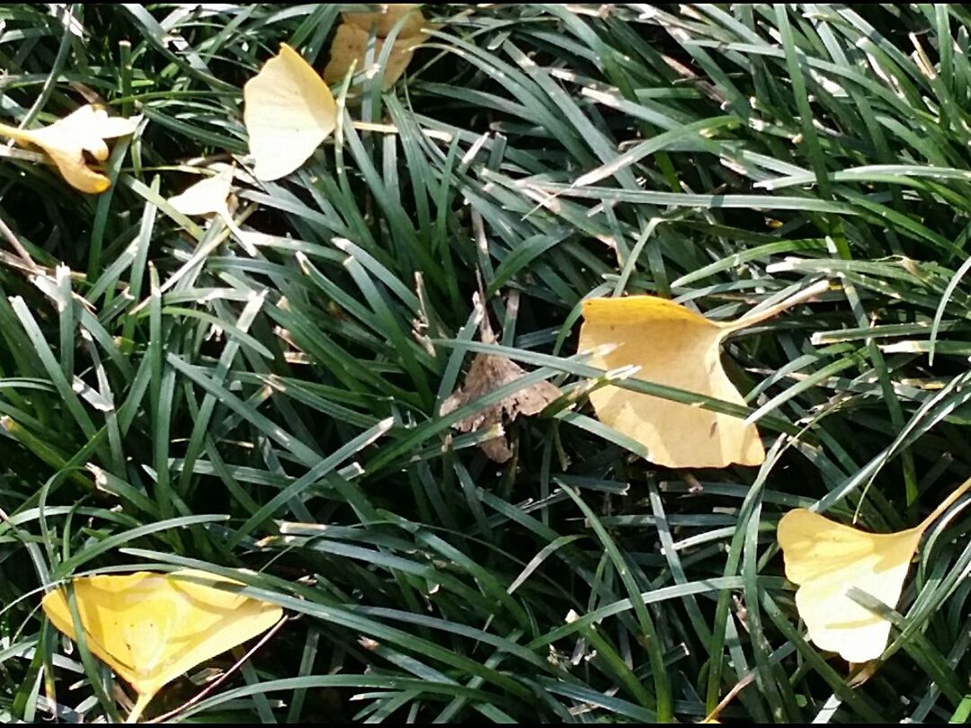 leaf, growth, plant, nature, beauty in nature, fragility, no people, outdoors, day, close-up, freshness, flower head