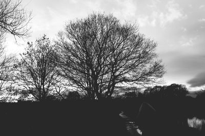 Low angle view of tree against sky