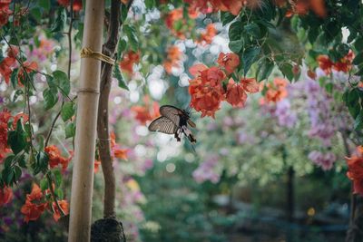 Black butterfly preaching on the peach flower during spring.