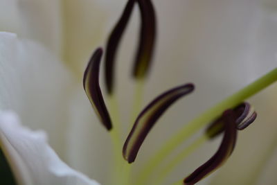 Close-up of flower