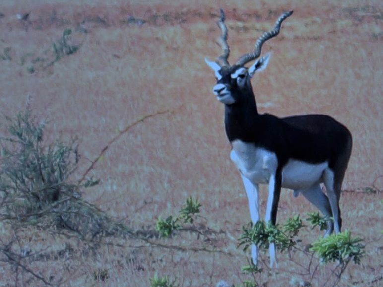 DEER STANDING ON A WALL