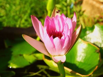 Close-up of pink flower