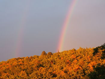 Low angle view of rainbow over trees against sky