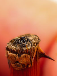 Close-up of insect