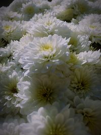 Close-up of white flowers