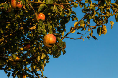 Low angle view of apple tree against sky