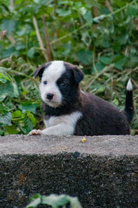 Portrait of a dog