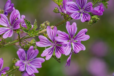 Close up of common mallow flowers in bloom