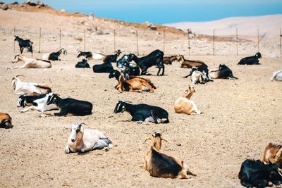 Goats sitting on field