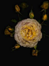 Close-up of flower against black background