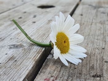 Close-up of white flower